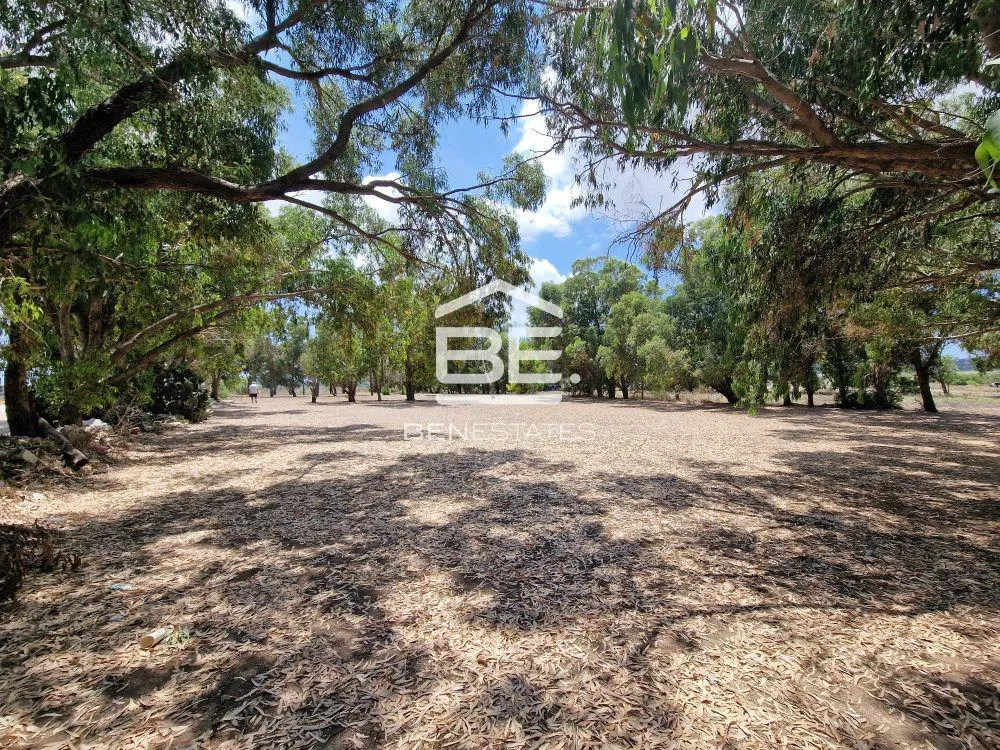 Field in Attard