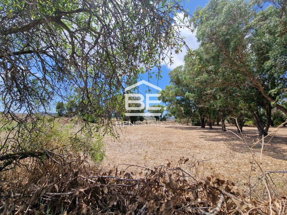 Field in Attard