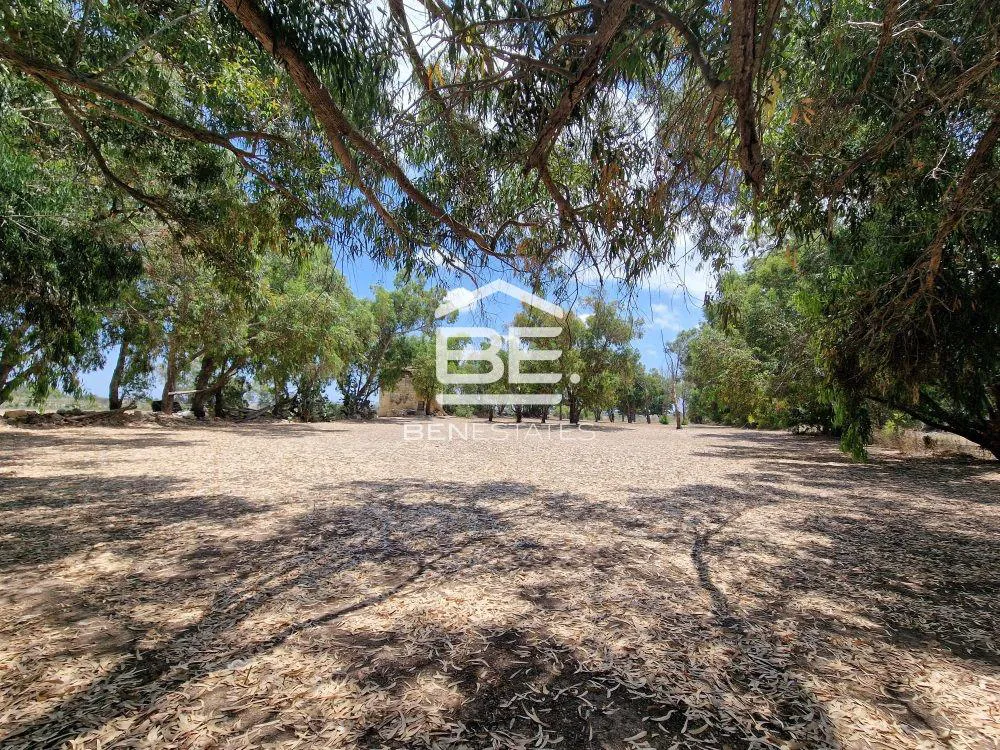 Field in Attard